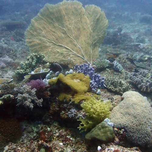Soft Corals and Gorgonia
