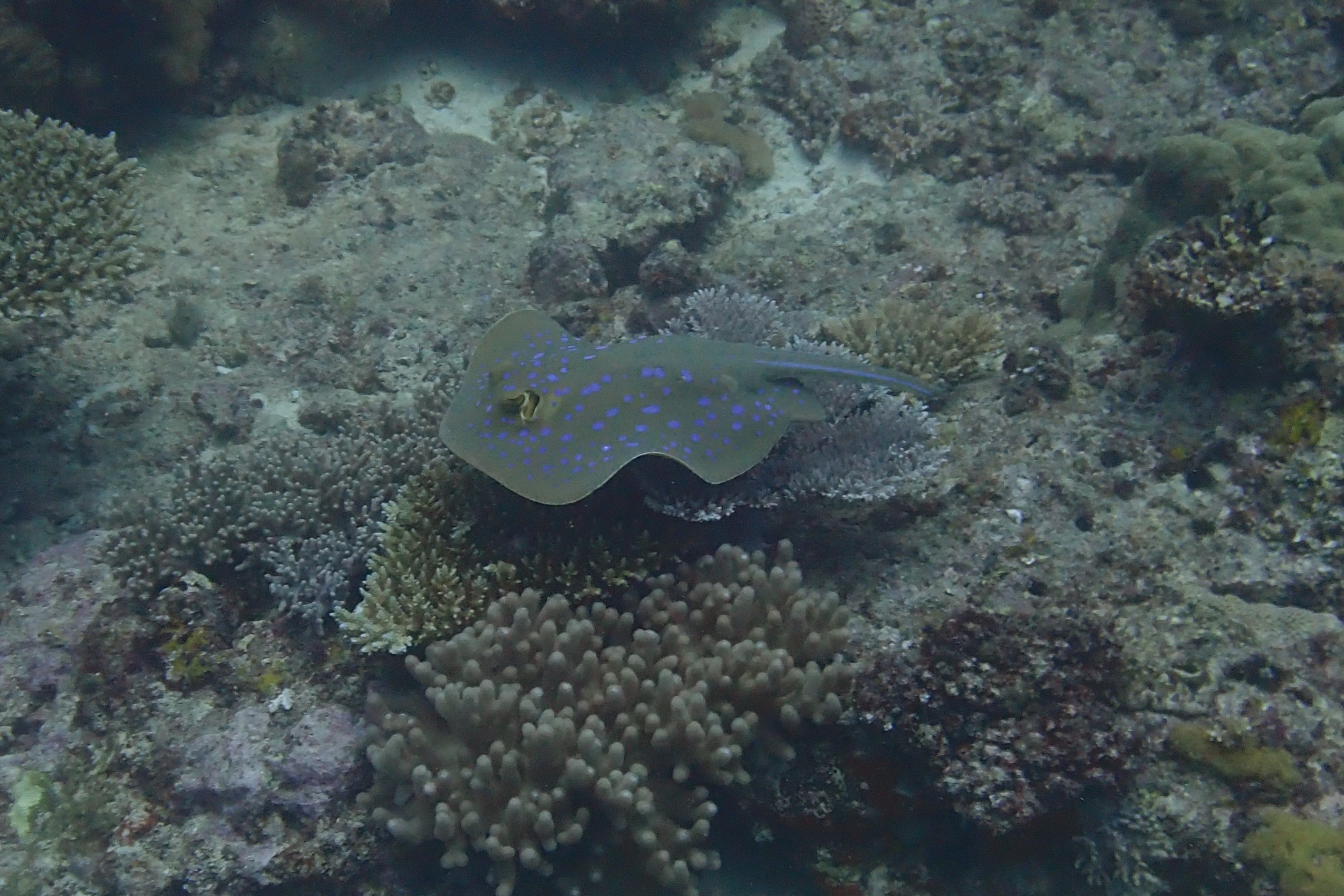 Bank Des Fussiliers, Madagascar