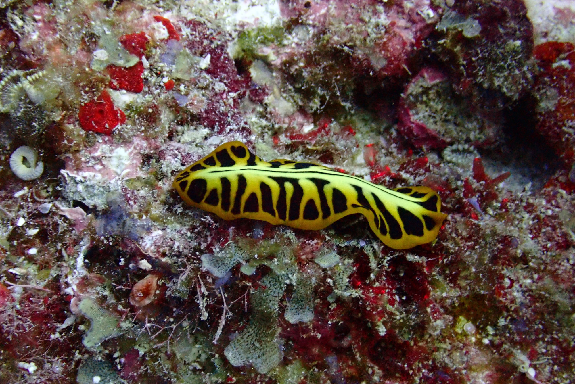 Chameau-Dive Site, Мадагаскар