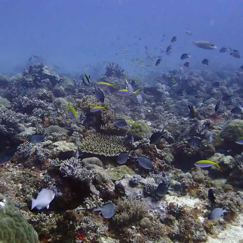 Atnam Dive Site, Madagascar