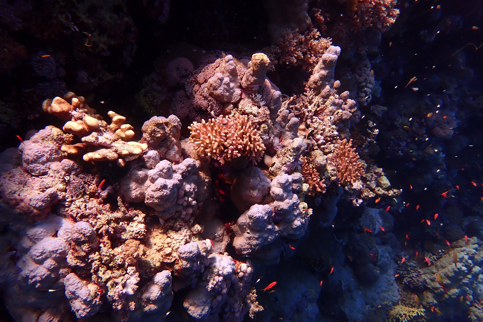 Zabargad Island, Egypt