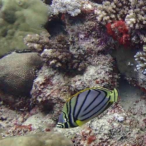 Butterfly Fish<br/>
Tombant l' Almimady
