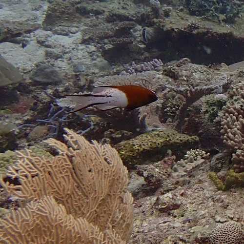 Lyretail hogfish