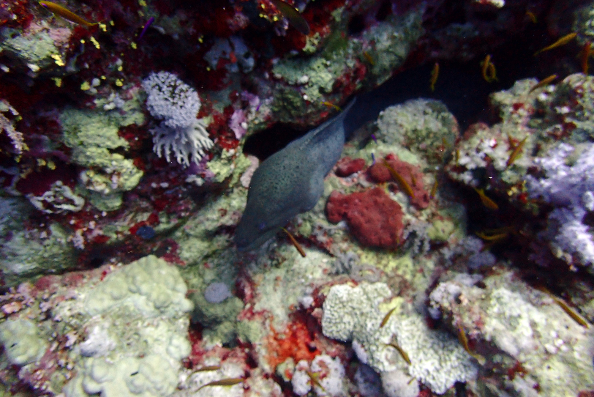 Zabargad Island, Egypt