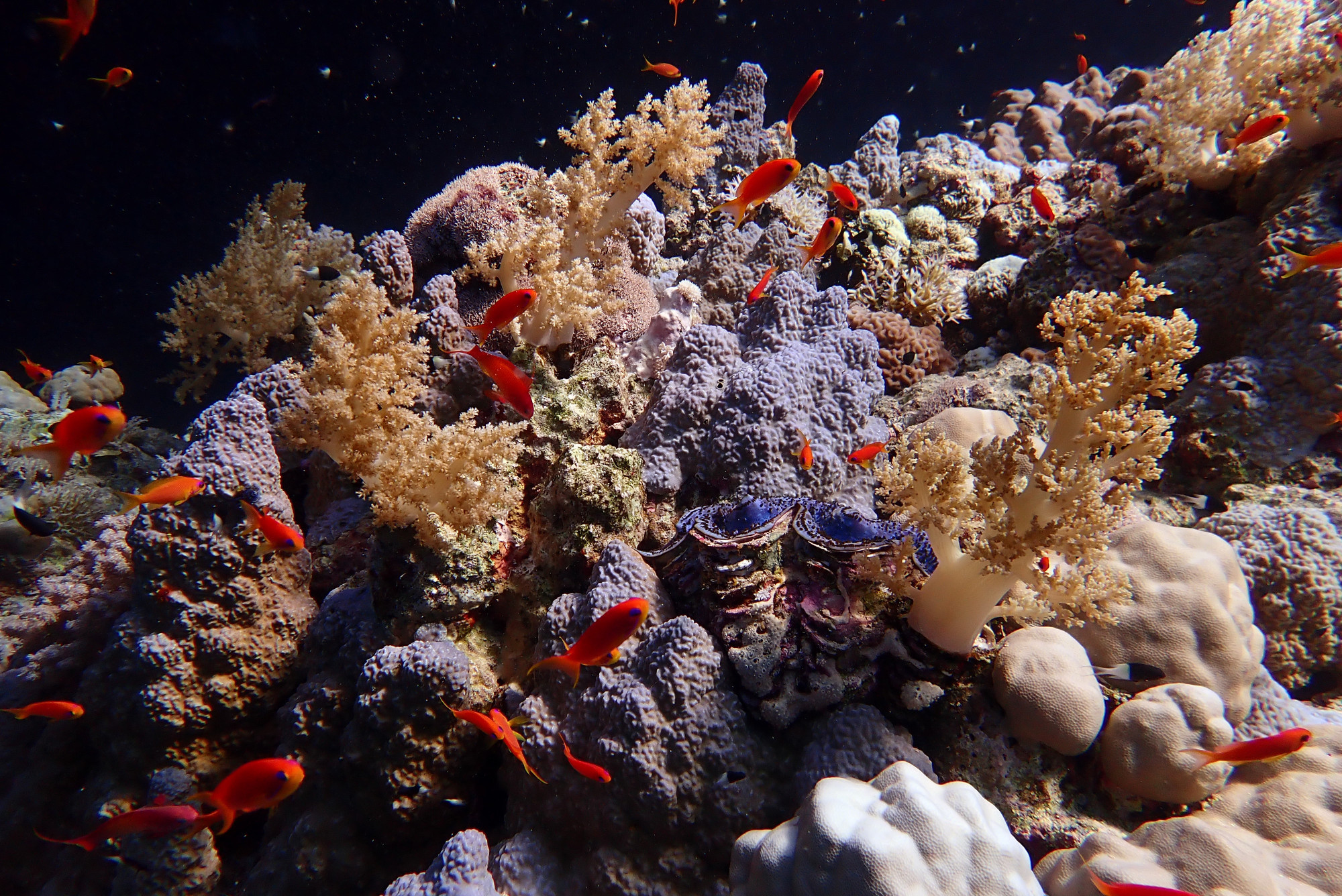 Zabargad Island, Egypt