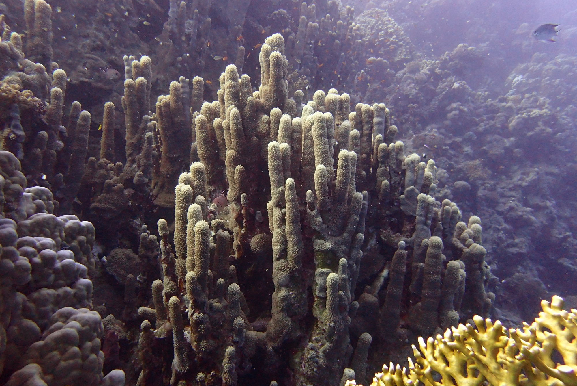 Rocky Island, Egypt