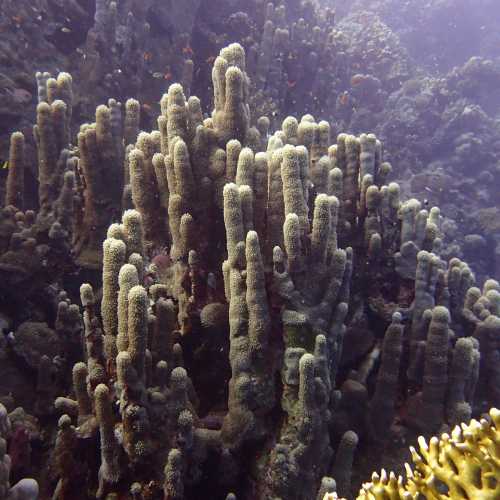 Rocky Island, Egypt