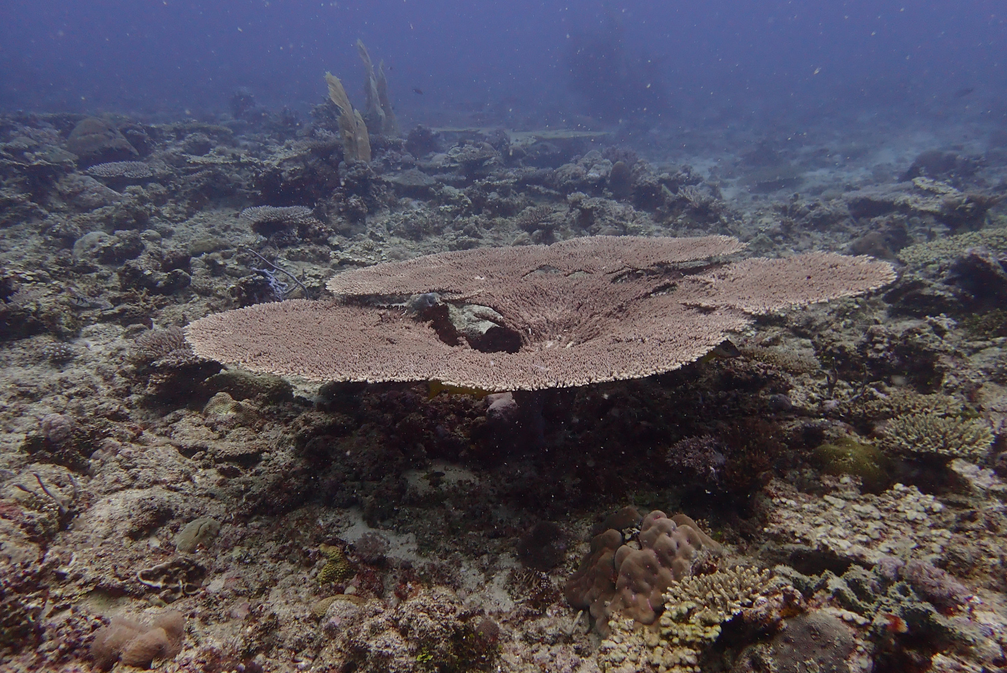 Manta Point, Madagascar