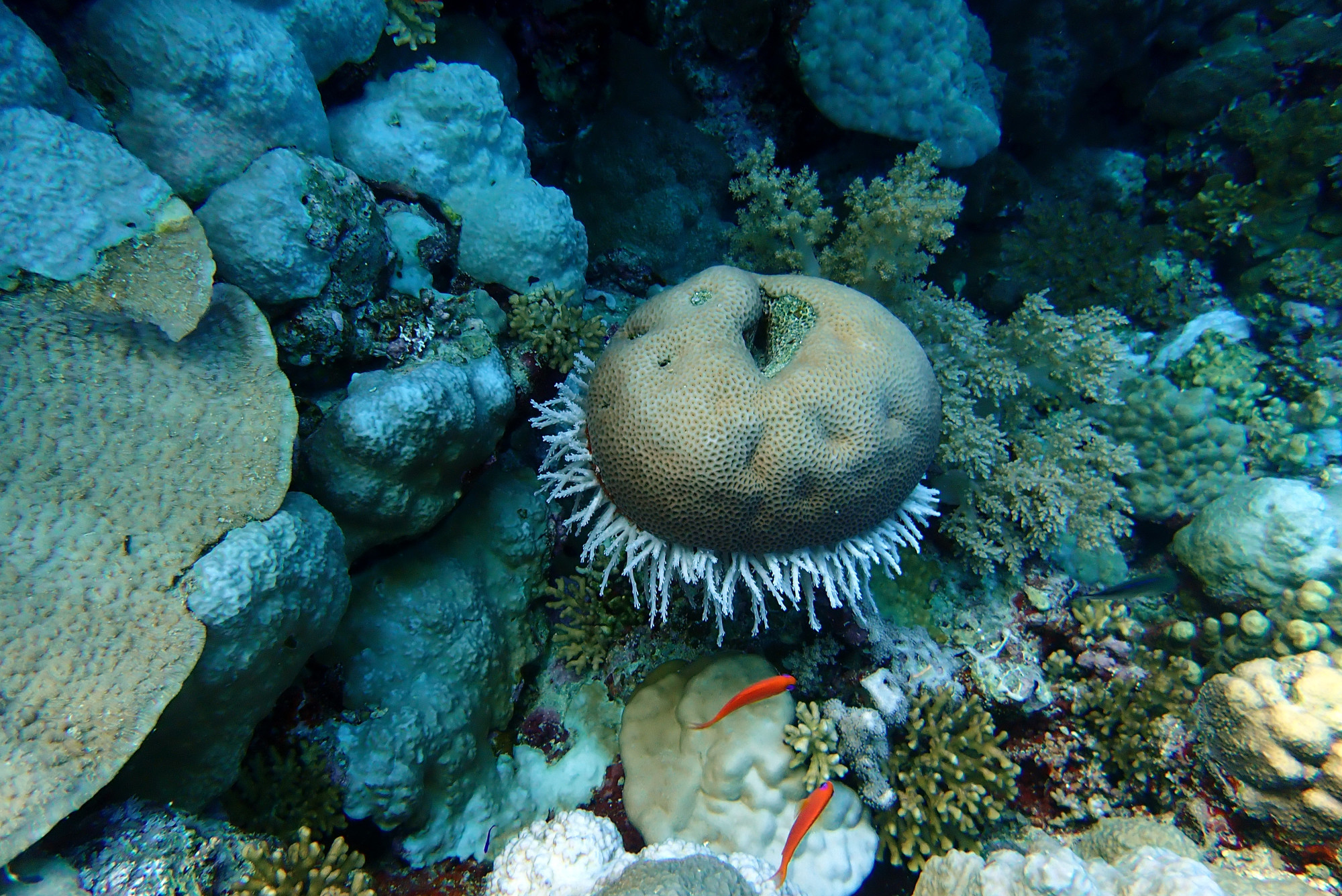 Zabargad Island, Egypt