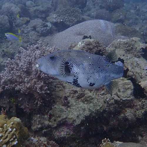 Pufferfish<br/>
Tombant Oust Kalakajo