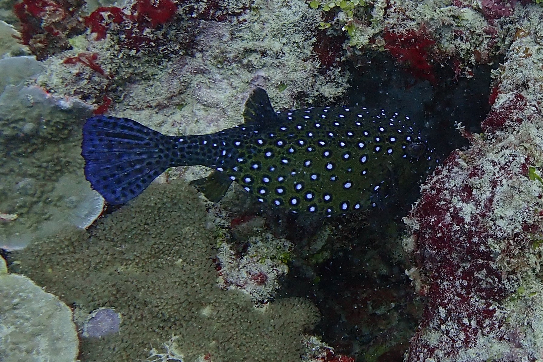 Spotted boxfish<br/>
Tombant Banamahamay