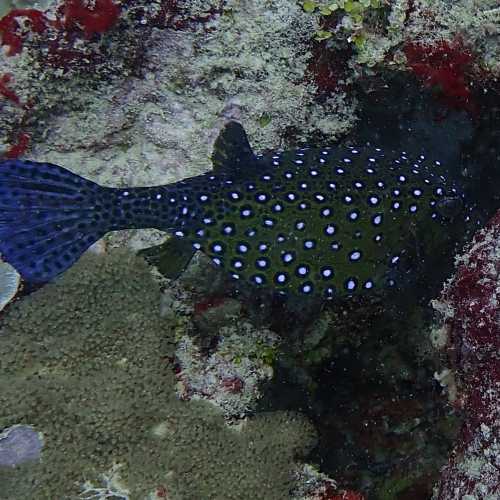 Spotted boxfish<br/>
Tombant Banamahamay