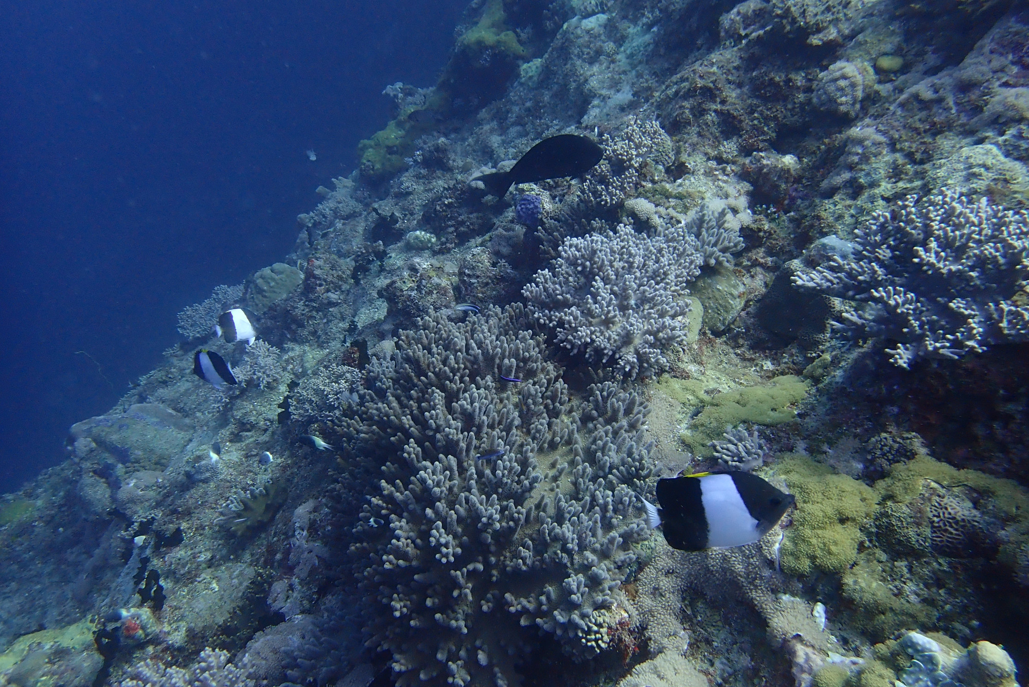 Banded Butterflyfish<br/>
Tombant Quest