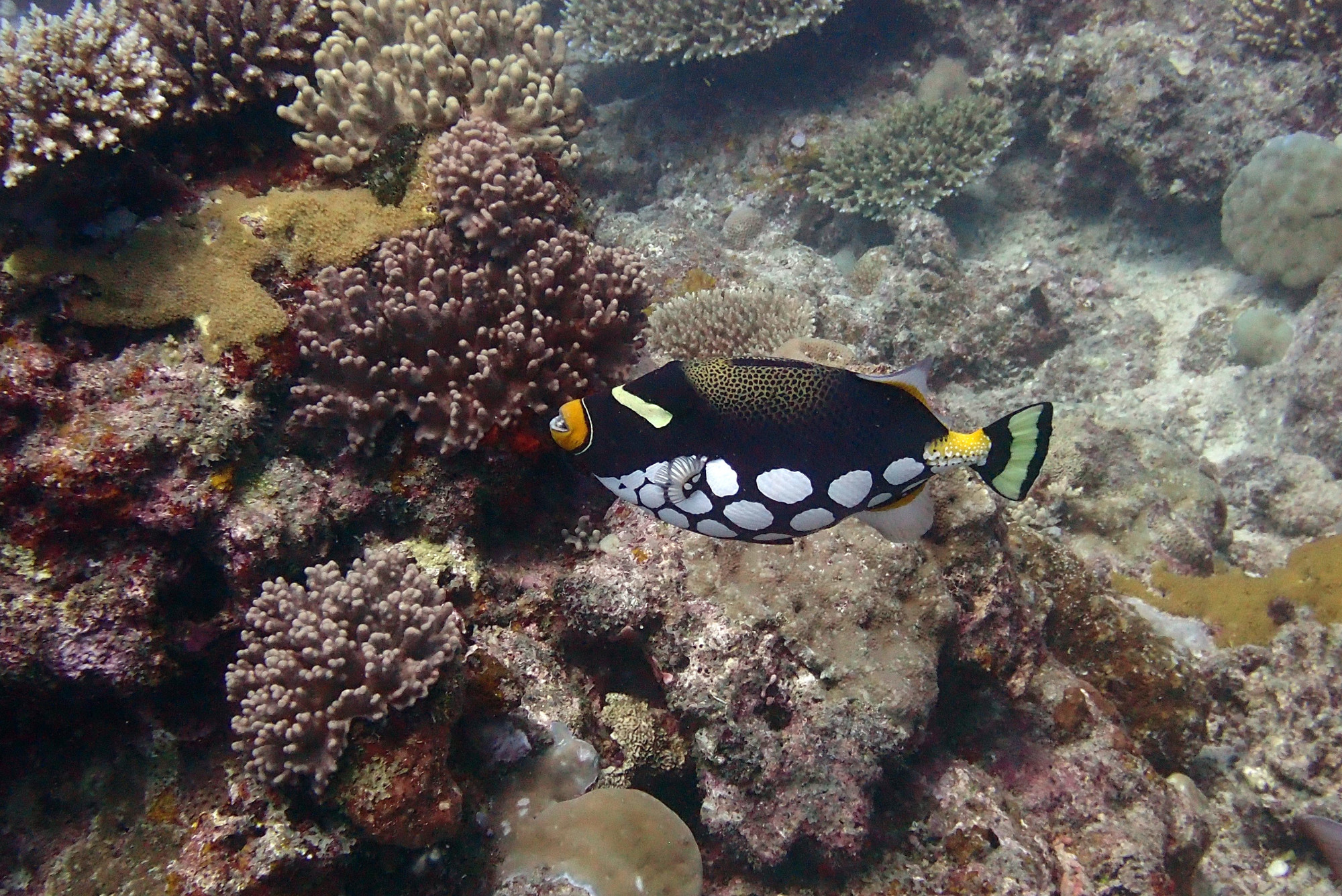 clown Triggerfish <br/>
Nurserie Dive Site