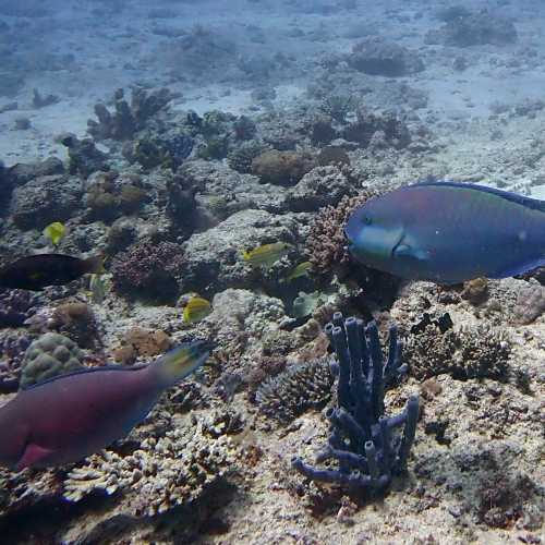 Parrotfish<br/>
Riban Yi Gigi