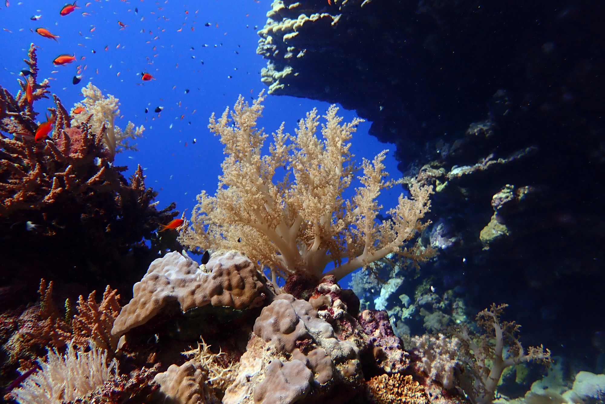 Zabargad Island, Egypt