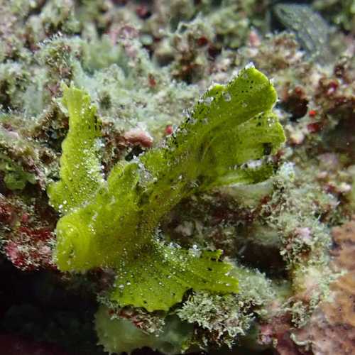 Leaf Scorpionfish<br/>
Greg Wall