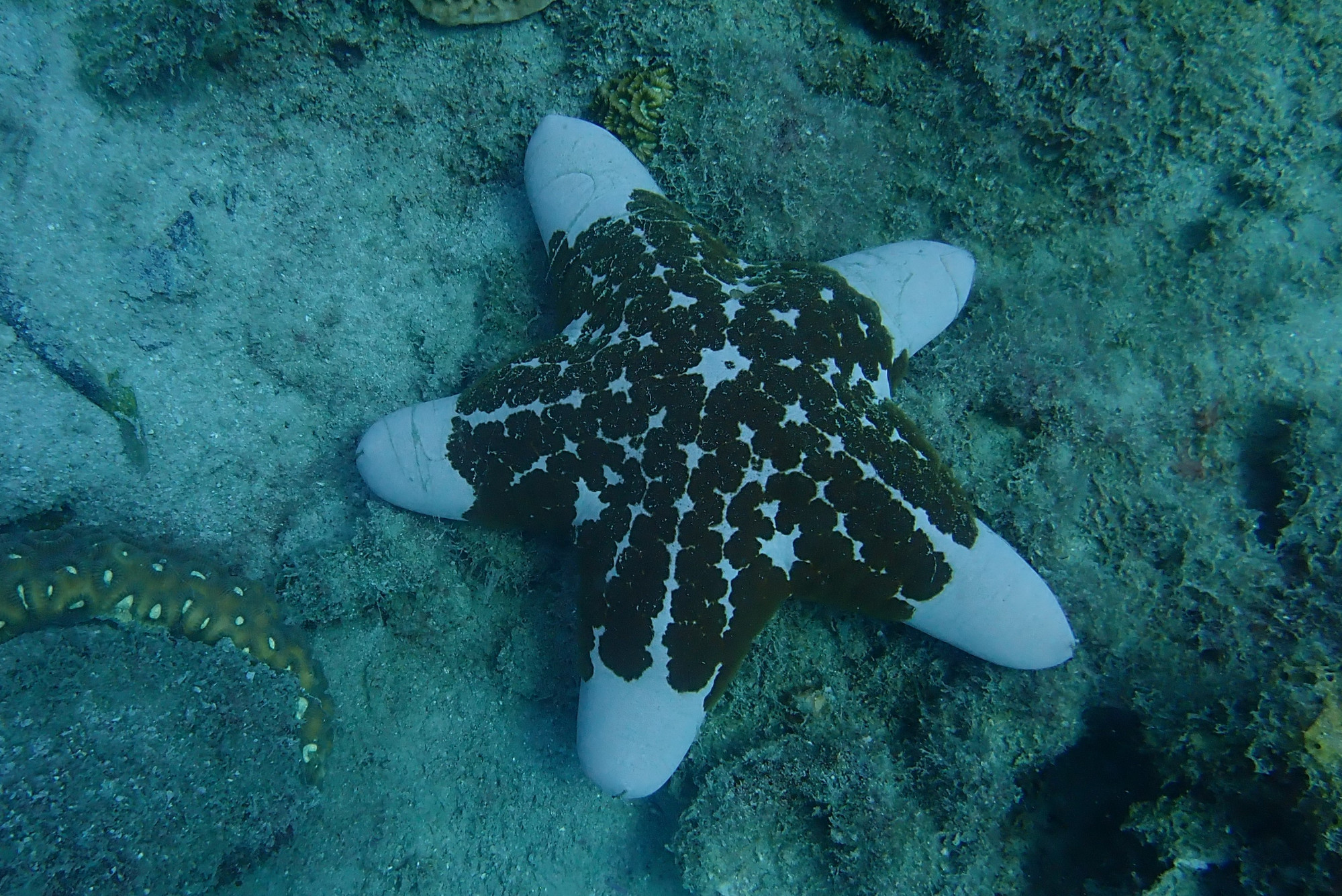 Cusion Sea Star