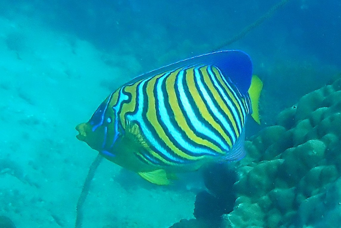 Regal Angelfish