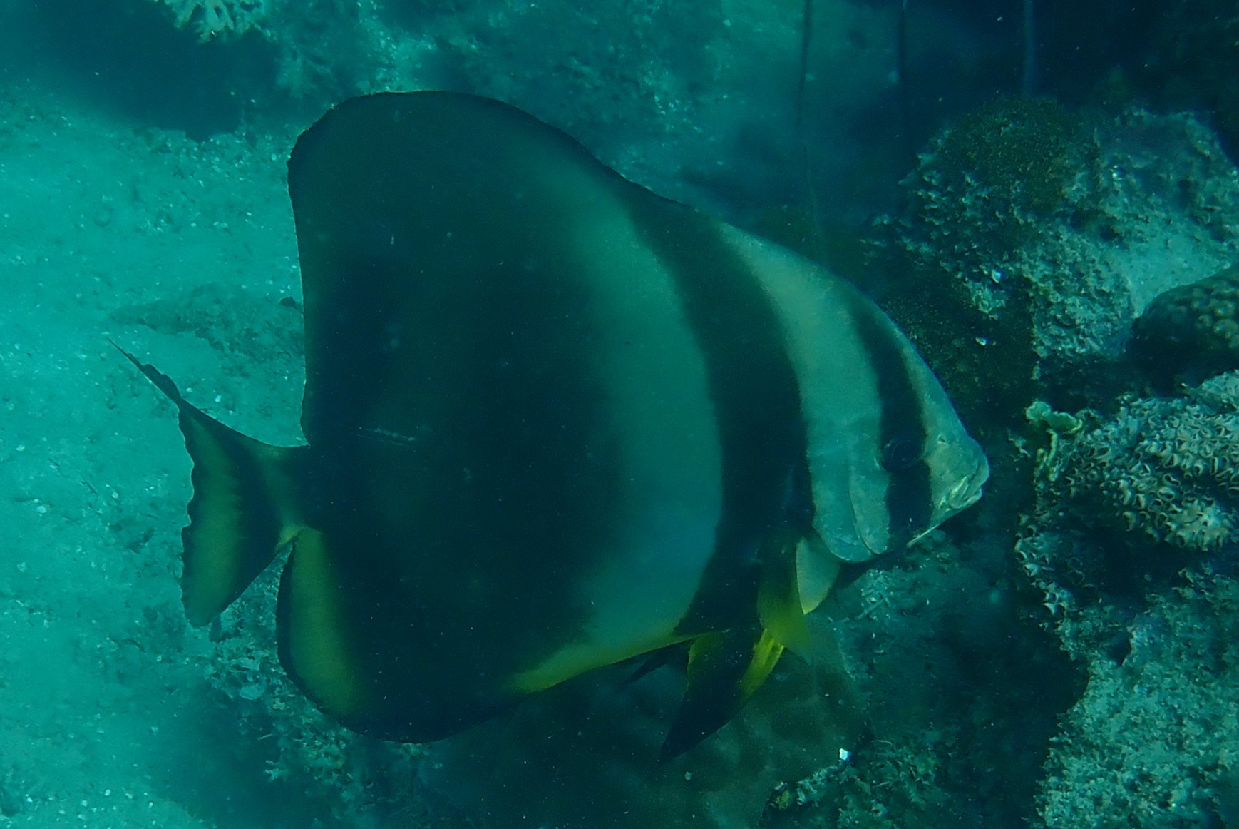 Sugarloaf Dive Site, Madagascar