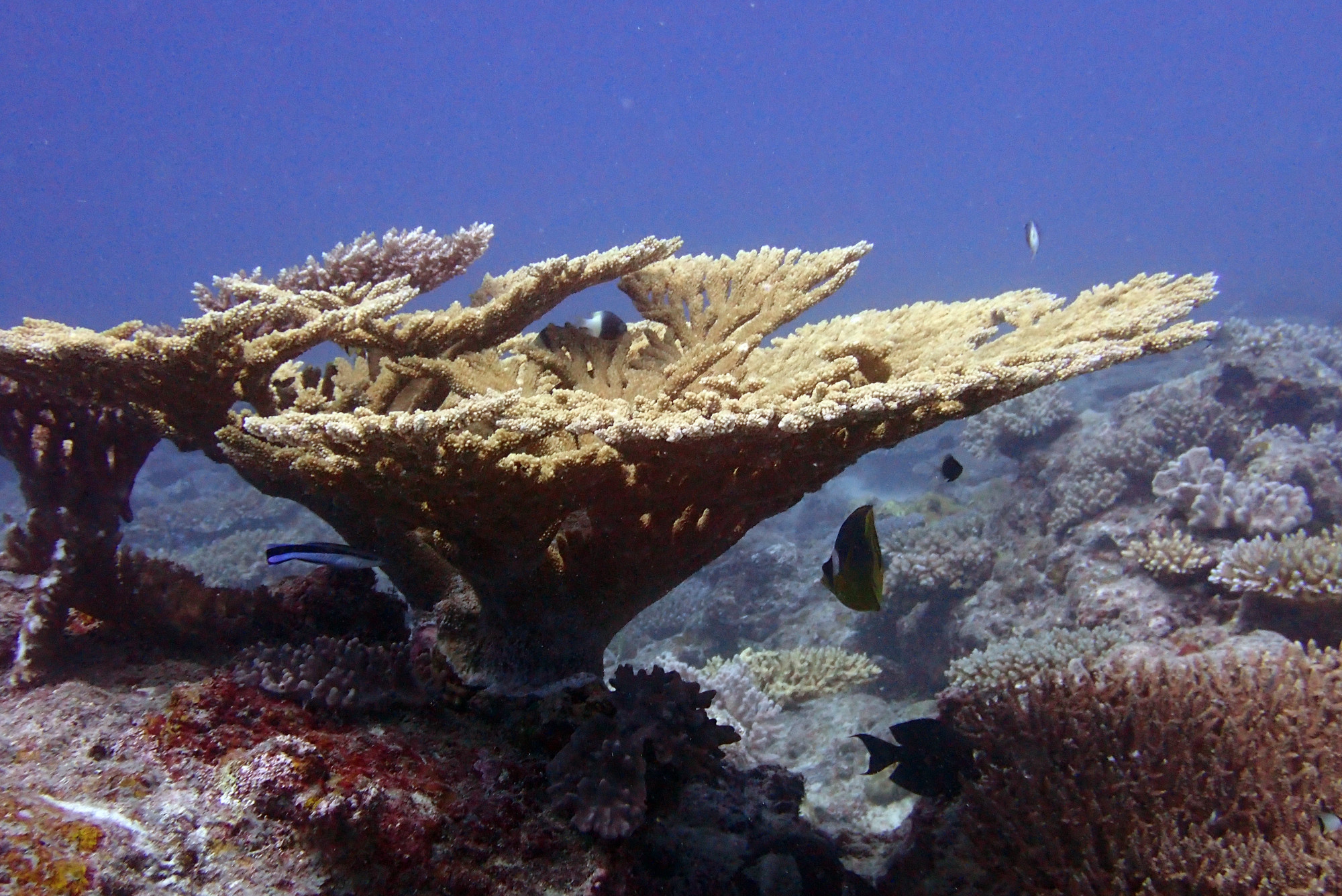 Hard Coral<br/>
Nurserie Dive Site