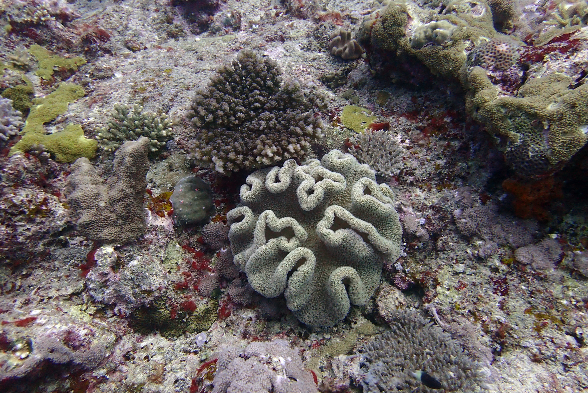 Corals<br/>
Tombant l' Almimady