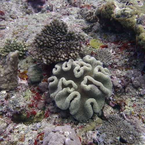 Corals<br/>
Tombant l' Almimady