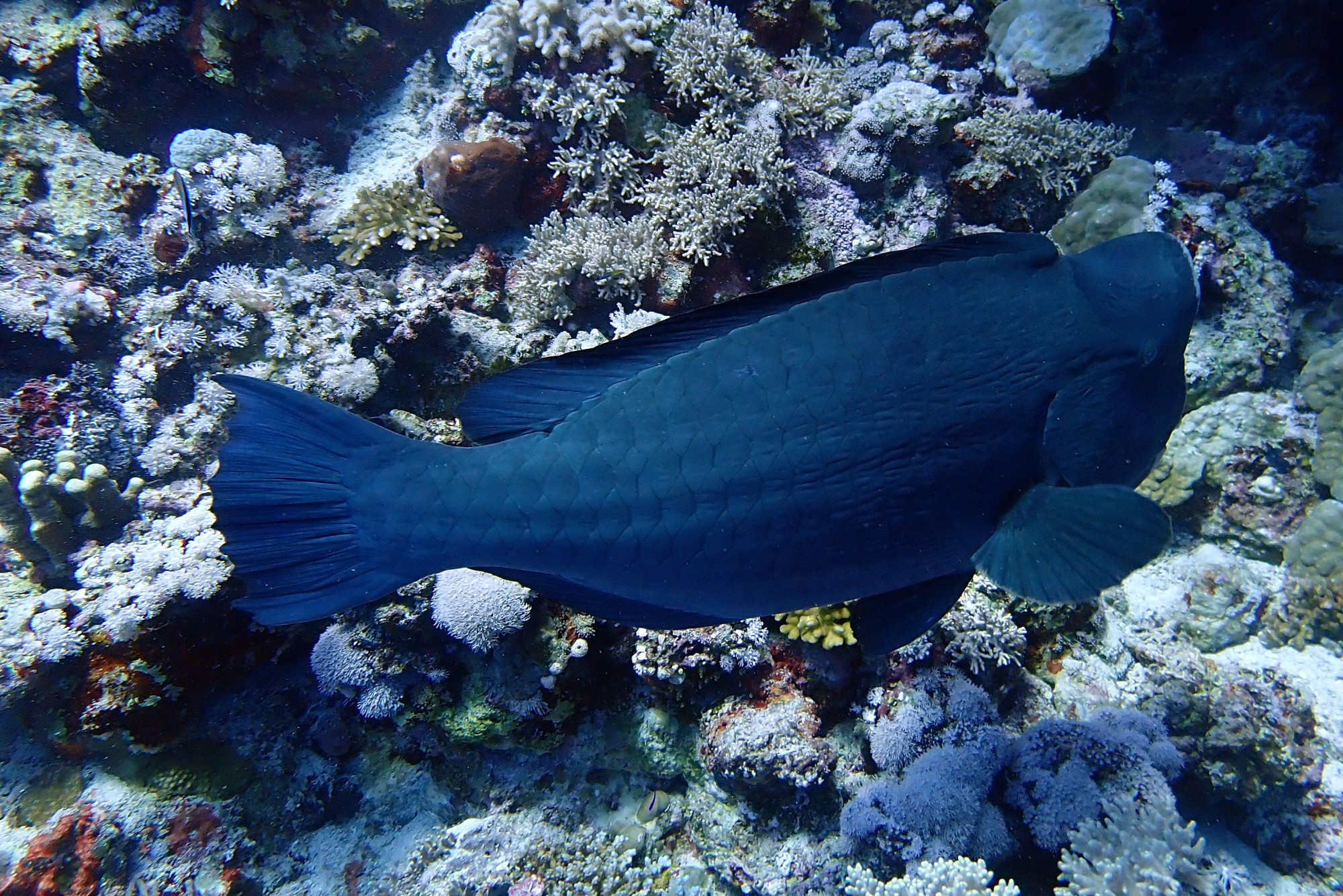 Zabargad Island, Egypt