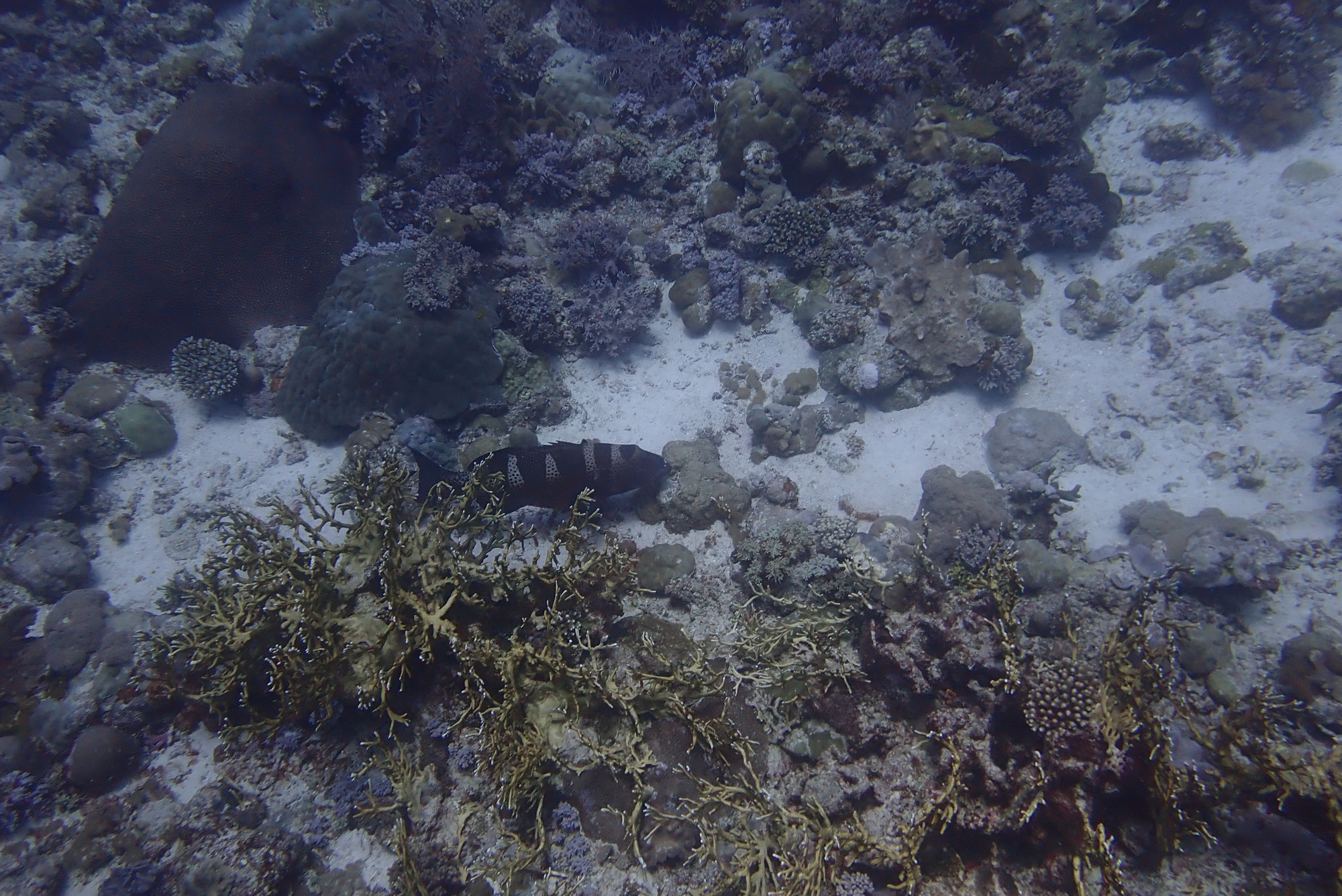 Shark Point, Madagascar