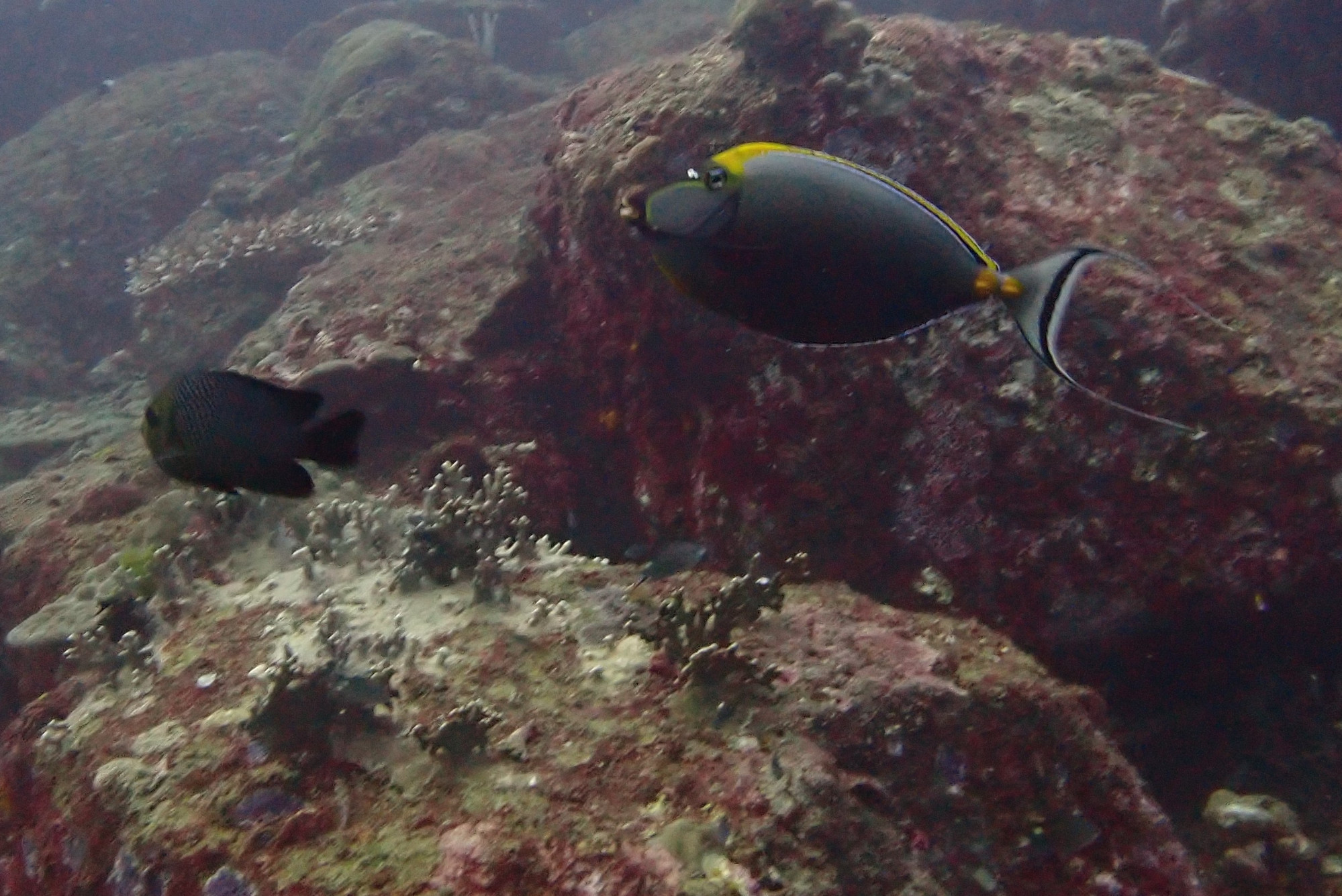 surgeonfish