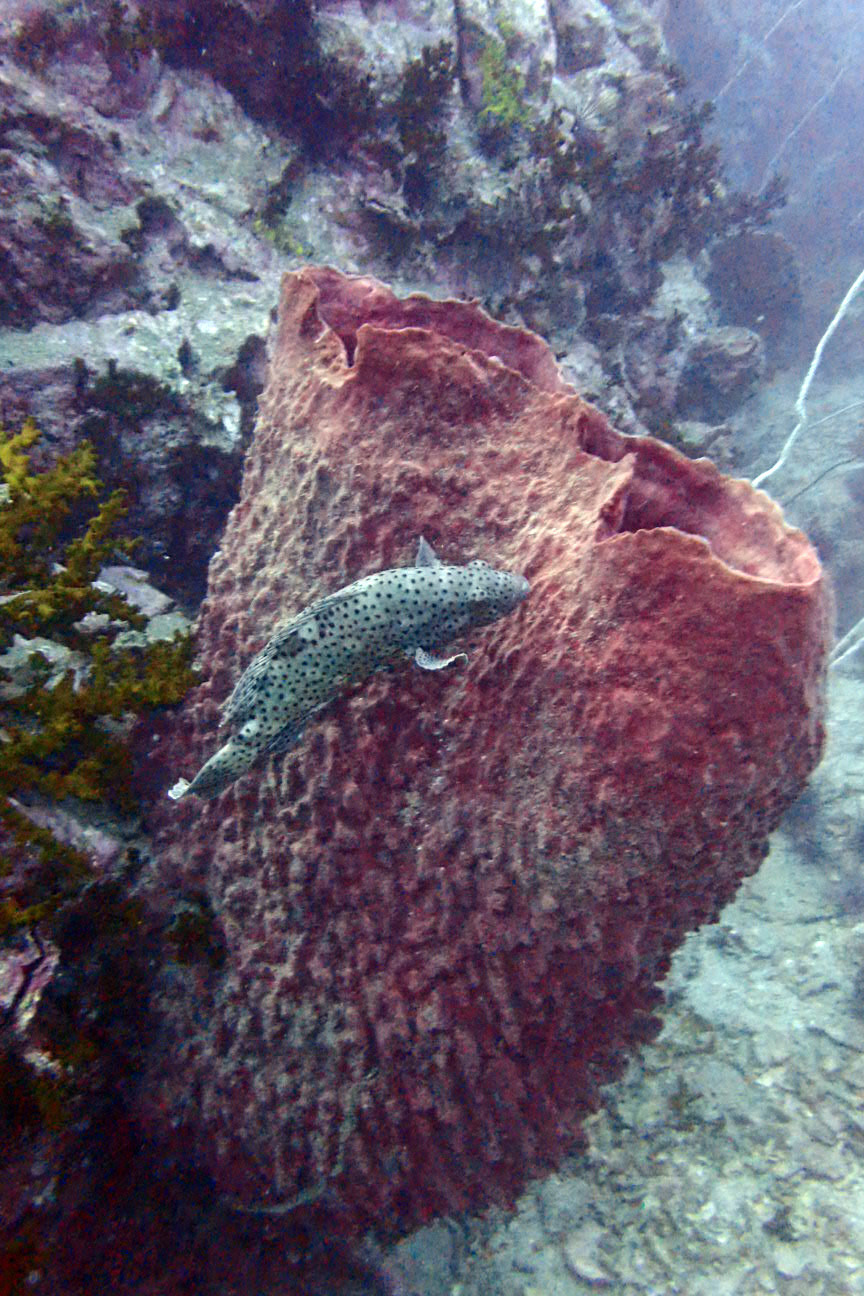 Southwest Pinnacle, Thailand