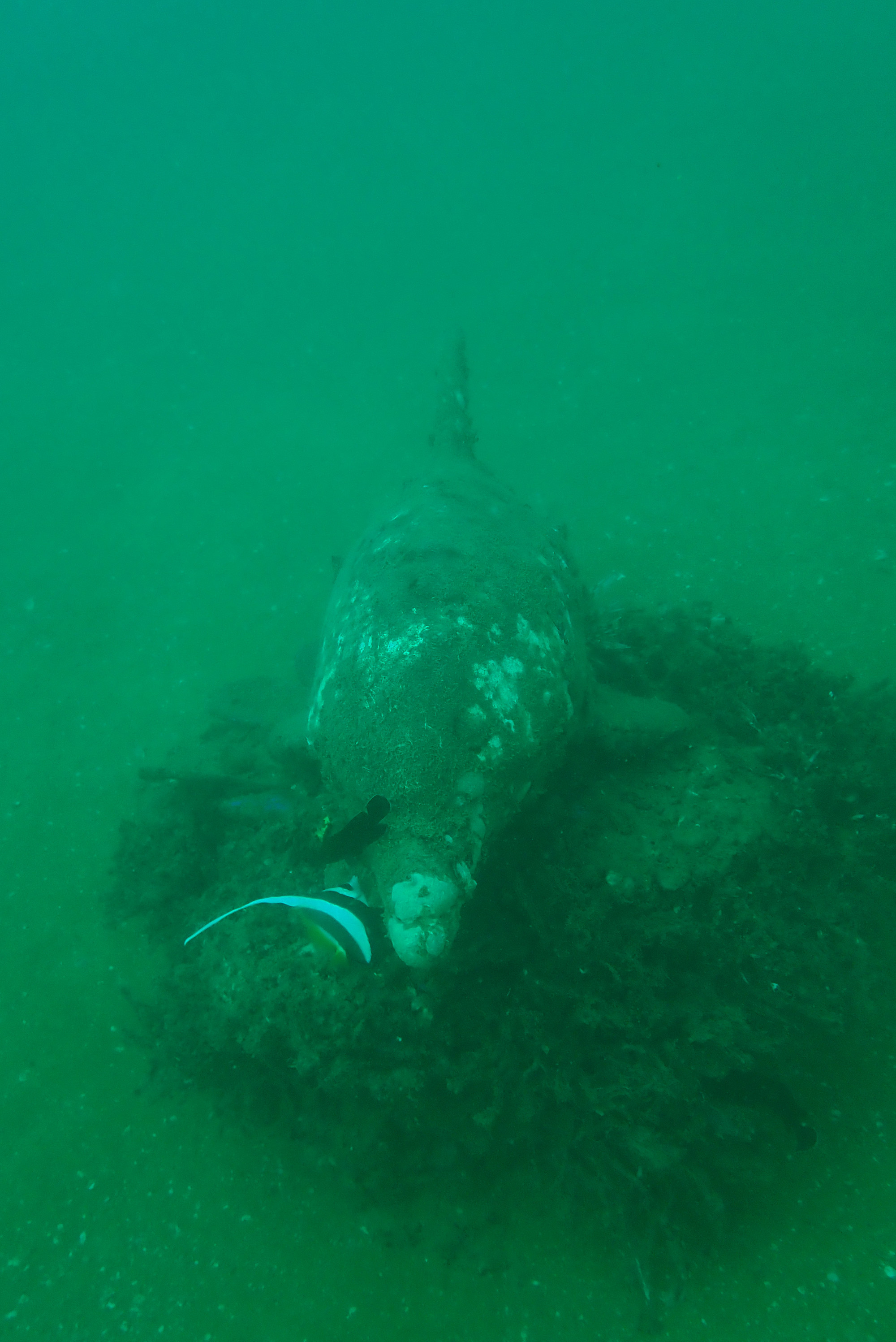 Boonsung Wreck, Таиланд