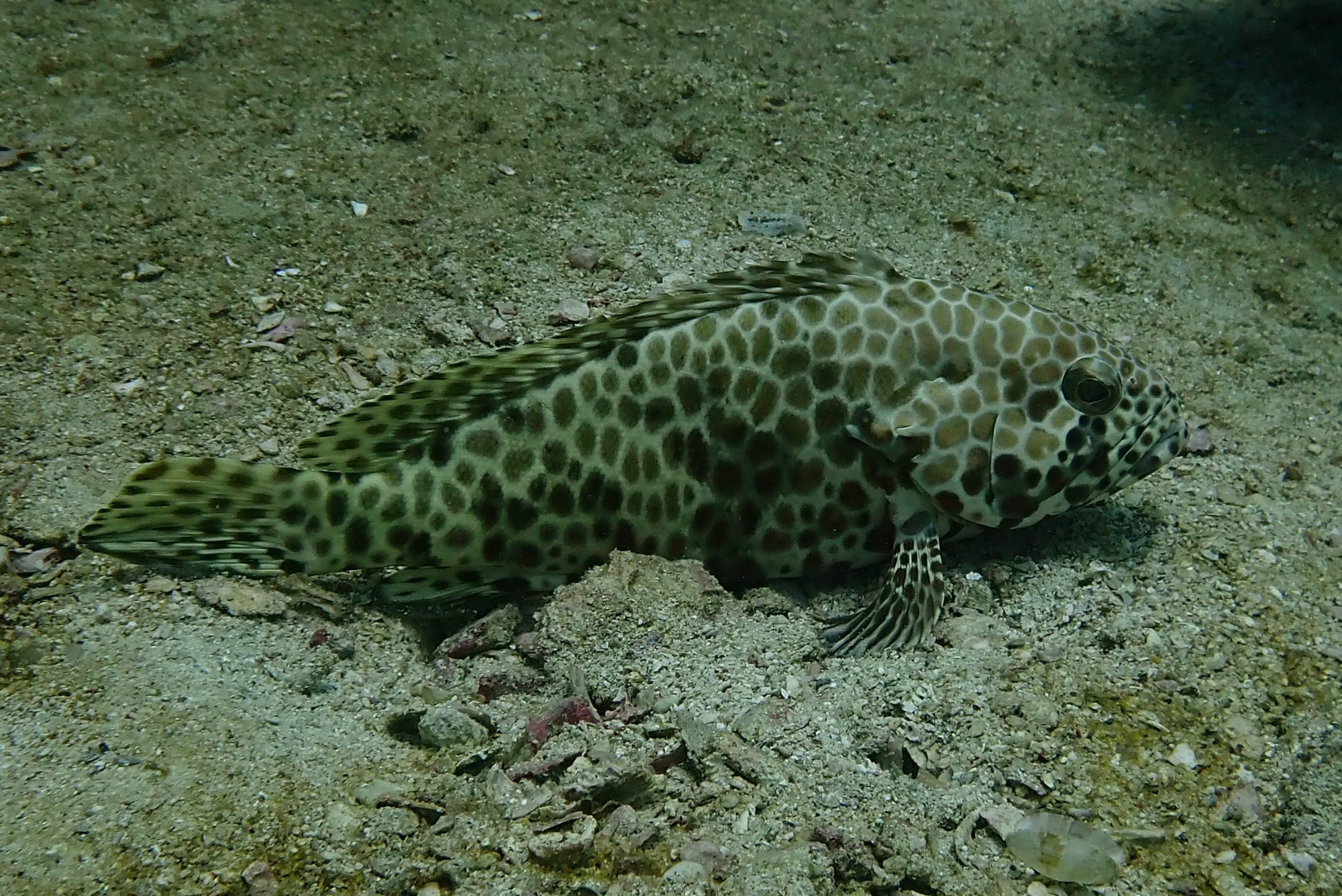 Grouper