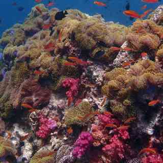 Anemone Reef photo