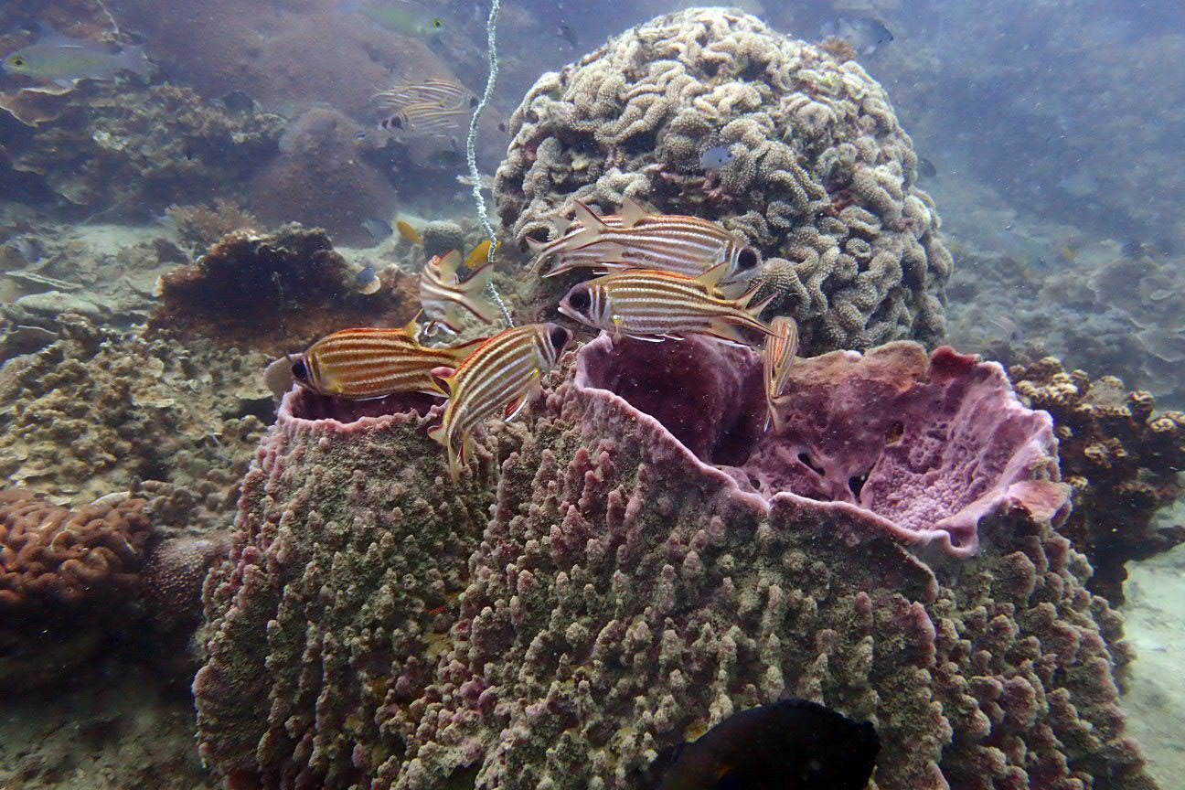 Squirrelfish