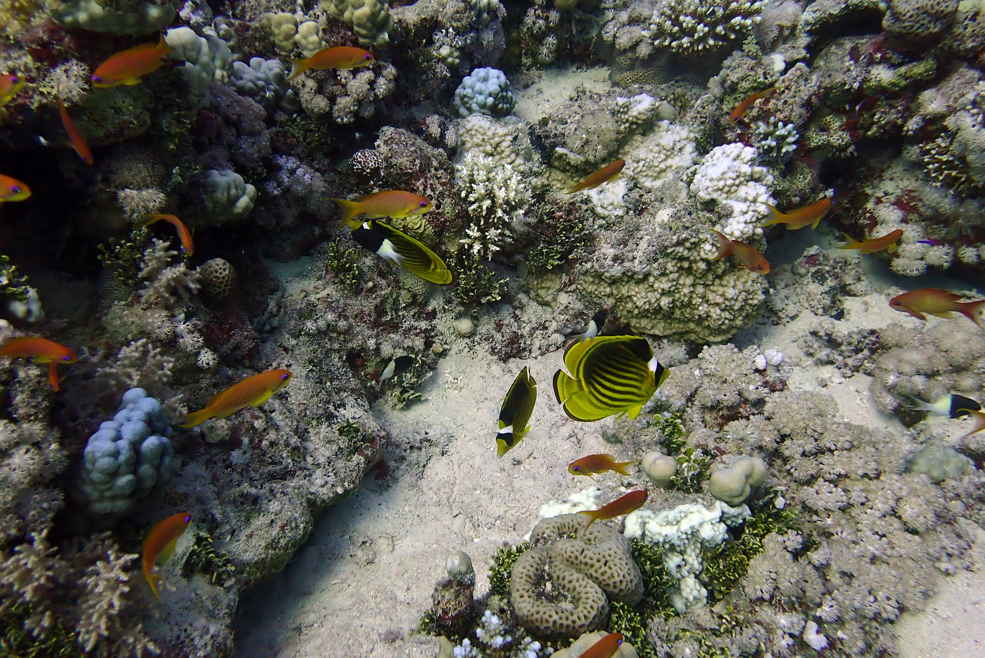 Sha'ab Claudia, Egypt