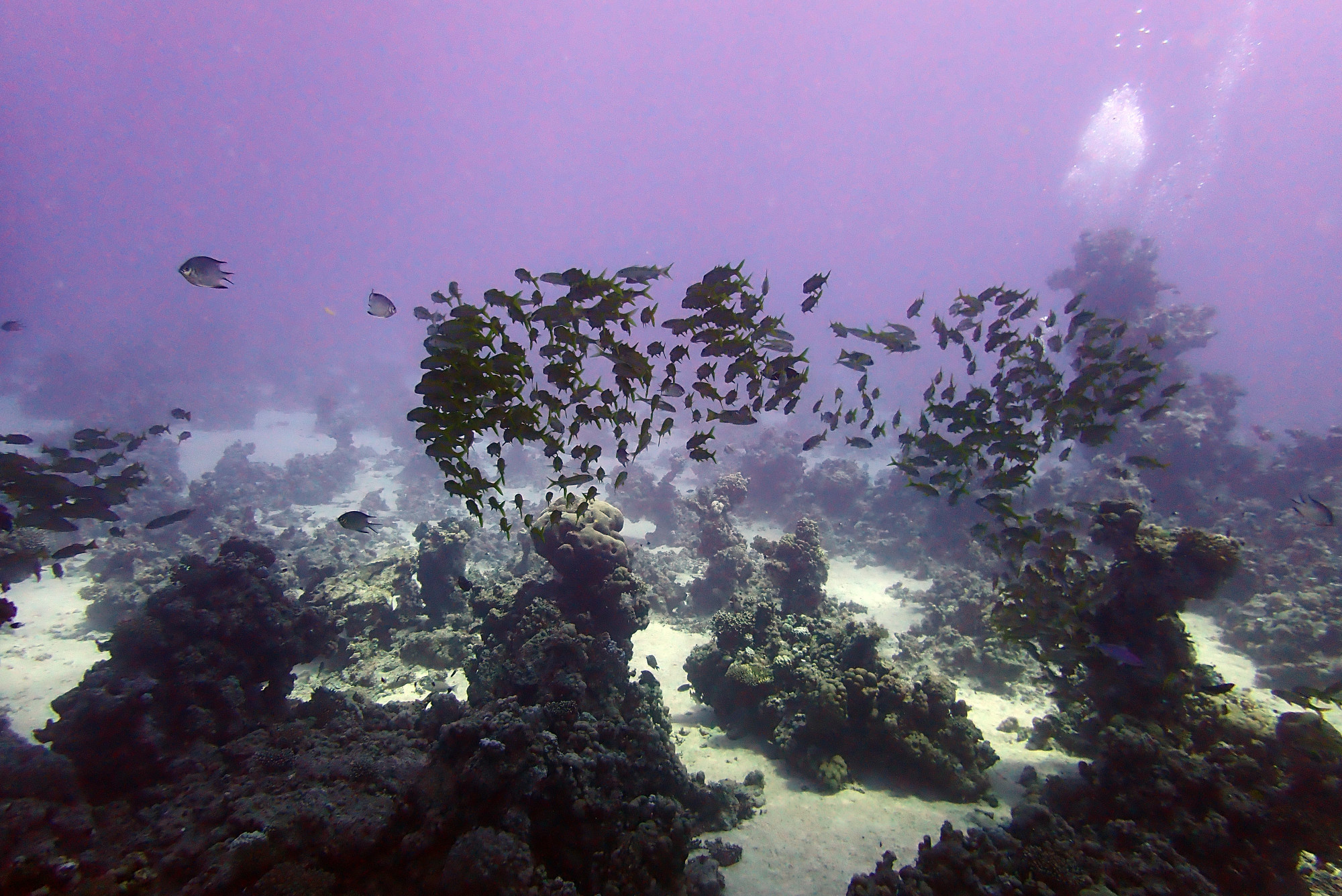 Small Abu Galawa, Egypt