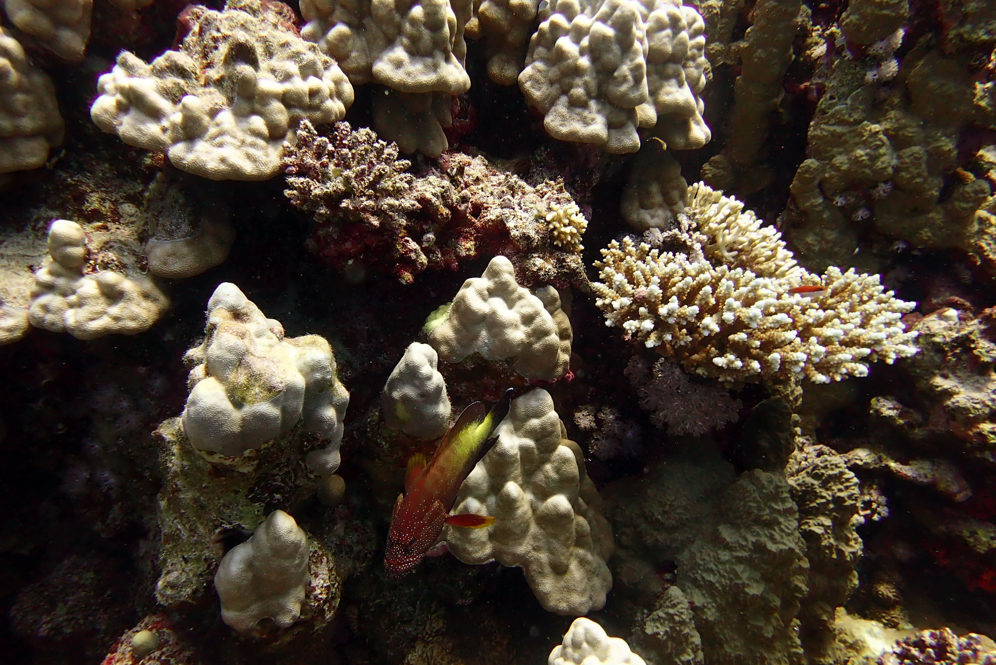 Small Abu Galawa, Egypt