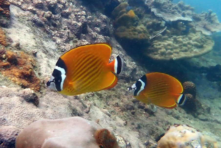 Hong Kong Butterflyfish