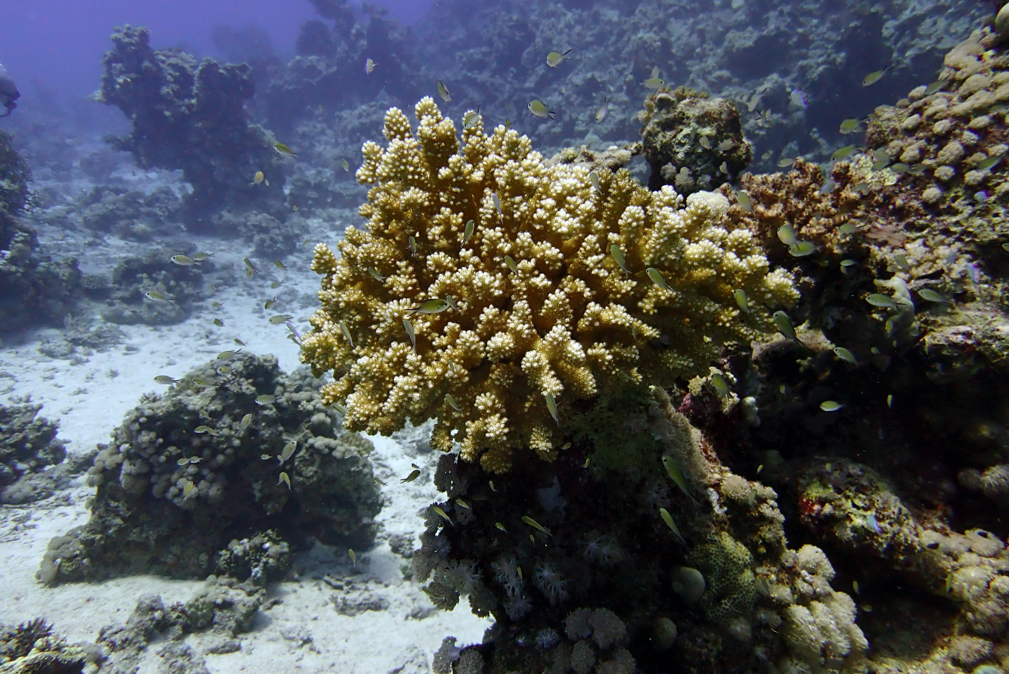 Small Abu Galawa, Egypt