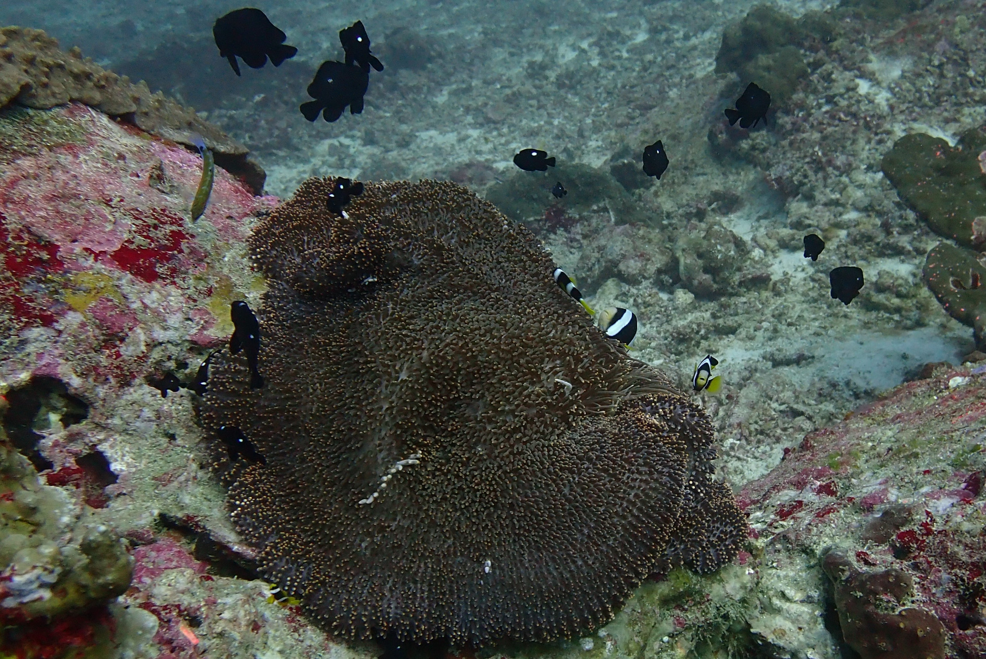 Koh Bon Similan Islands, Thailand