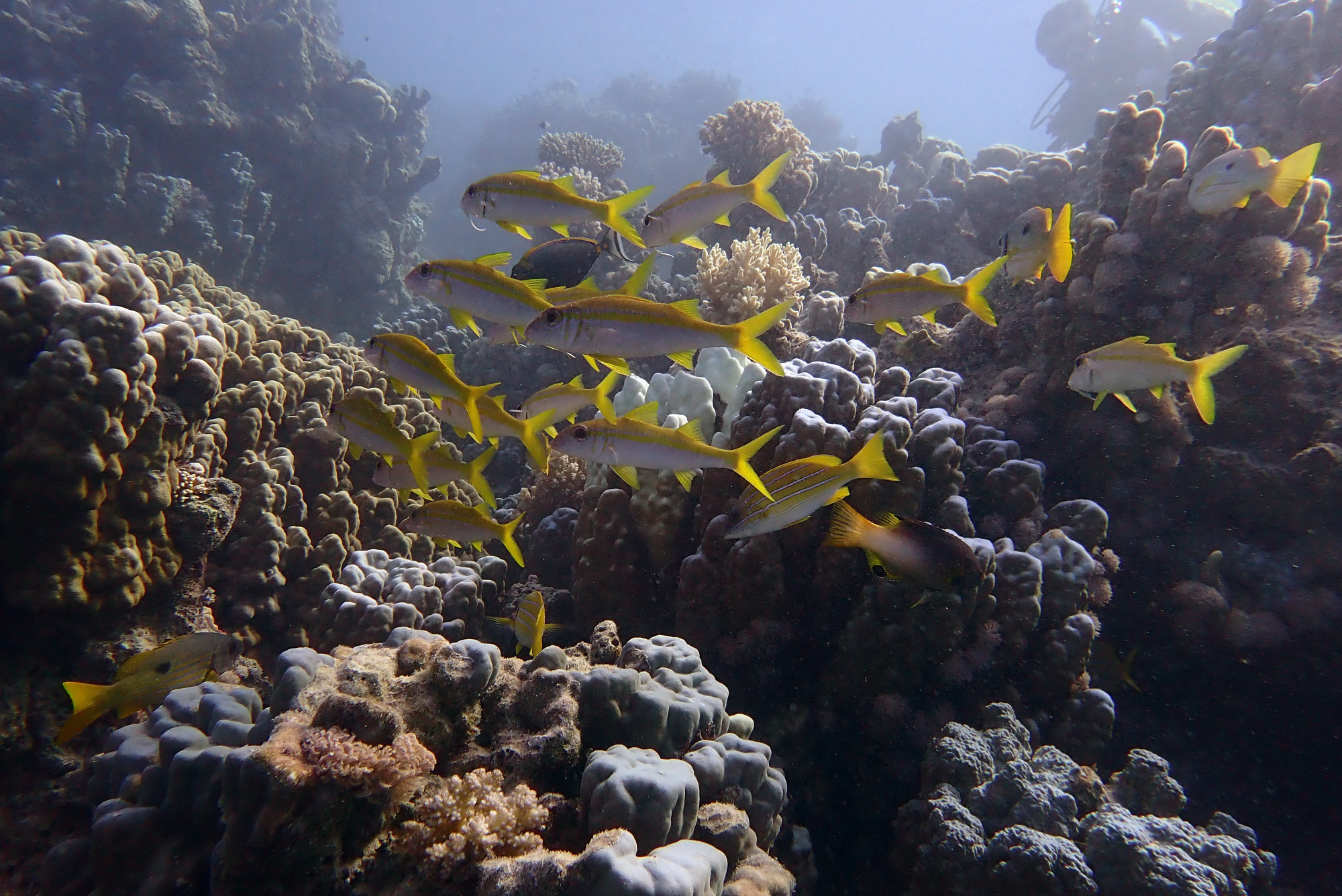 Sha'ab Claudia, Egypt