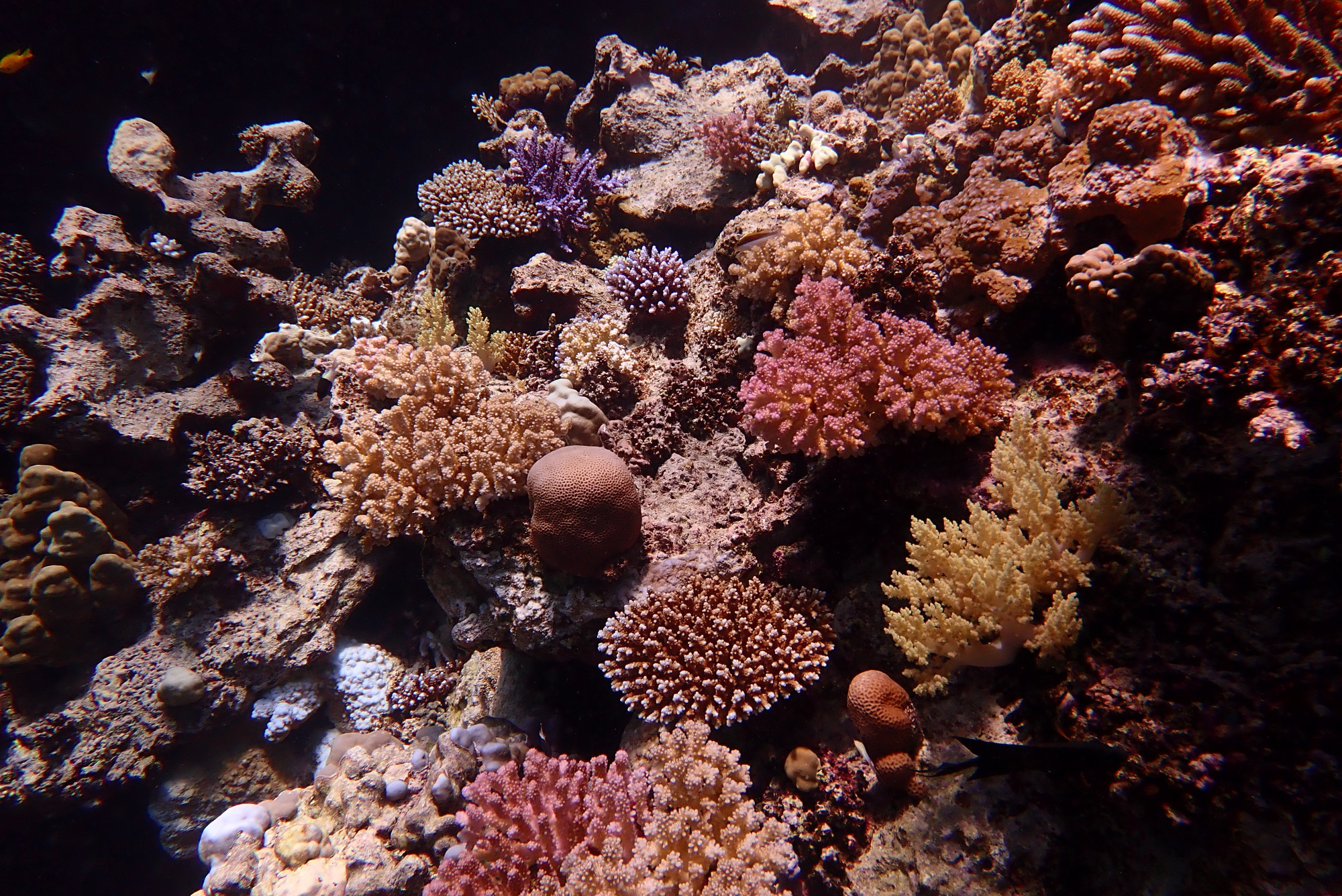 Small Abu Galawa, Egypt