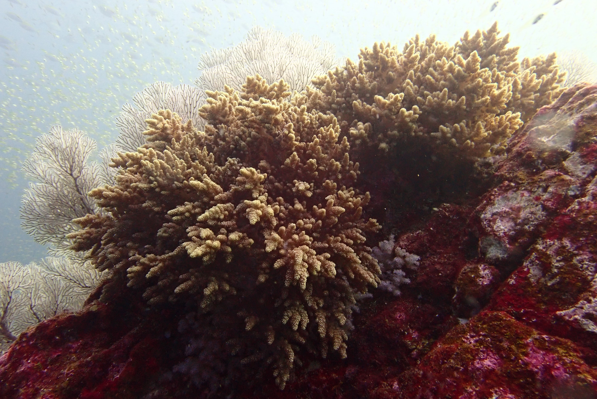 Koh Bon Similan Islands, Таиланд