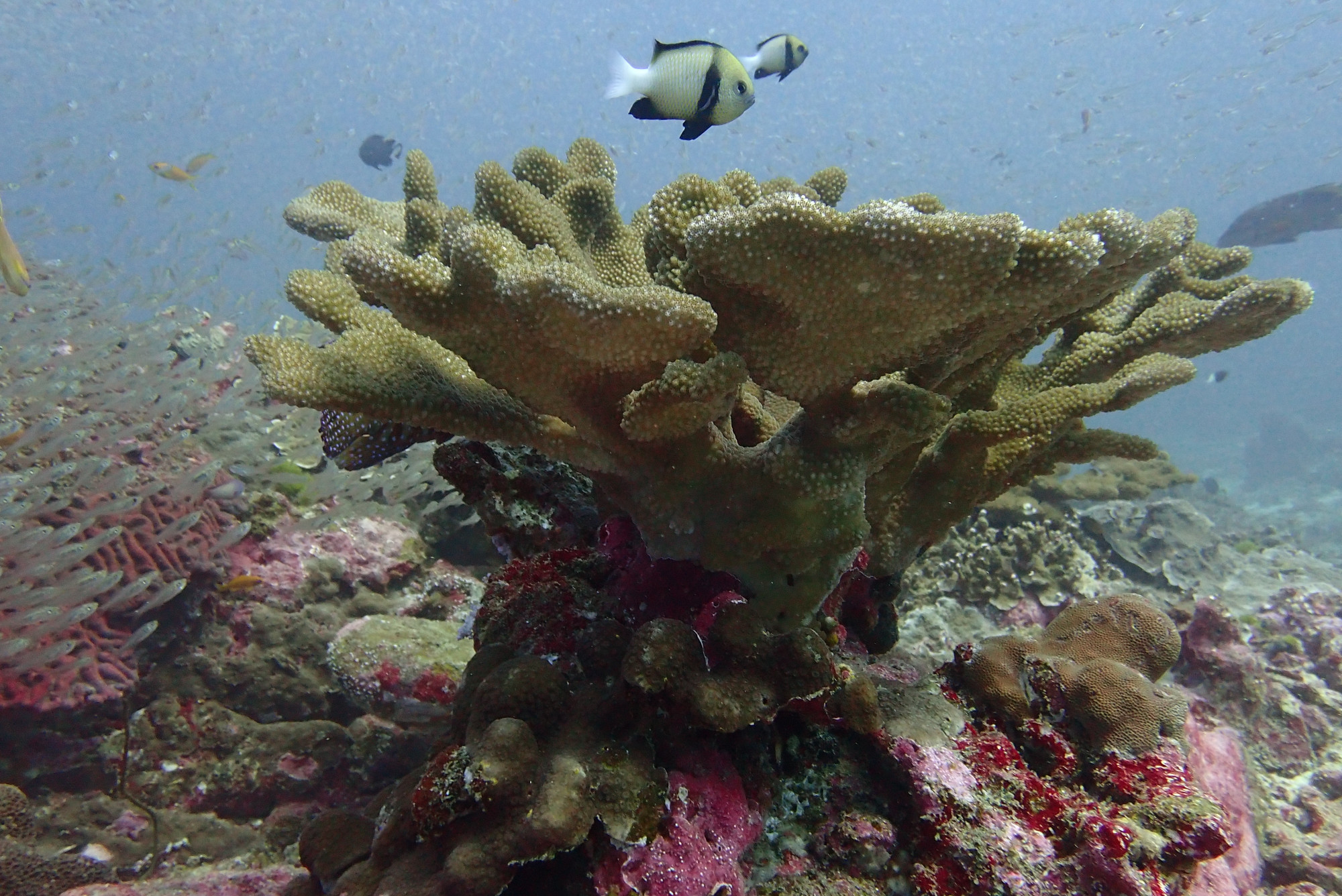 Koh Bon Similan Islands, Thailand