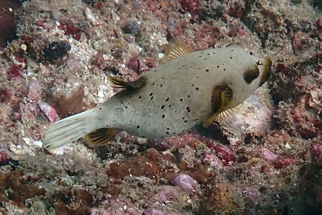 Seal Faced Putterfish