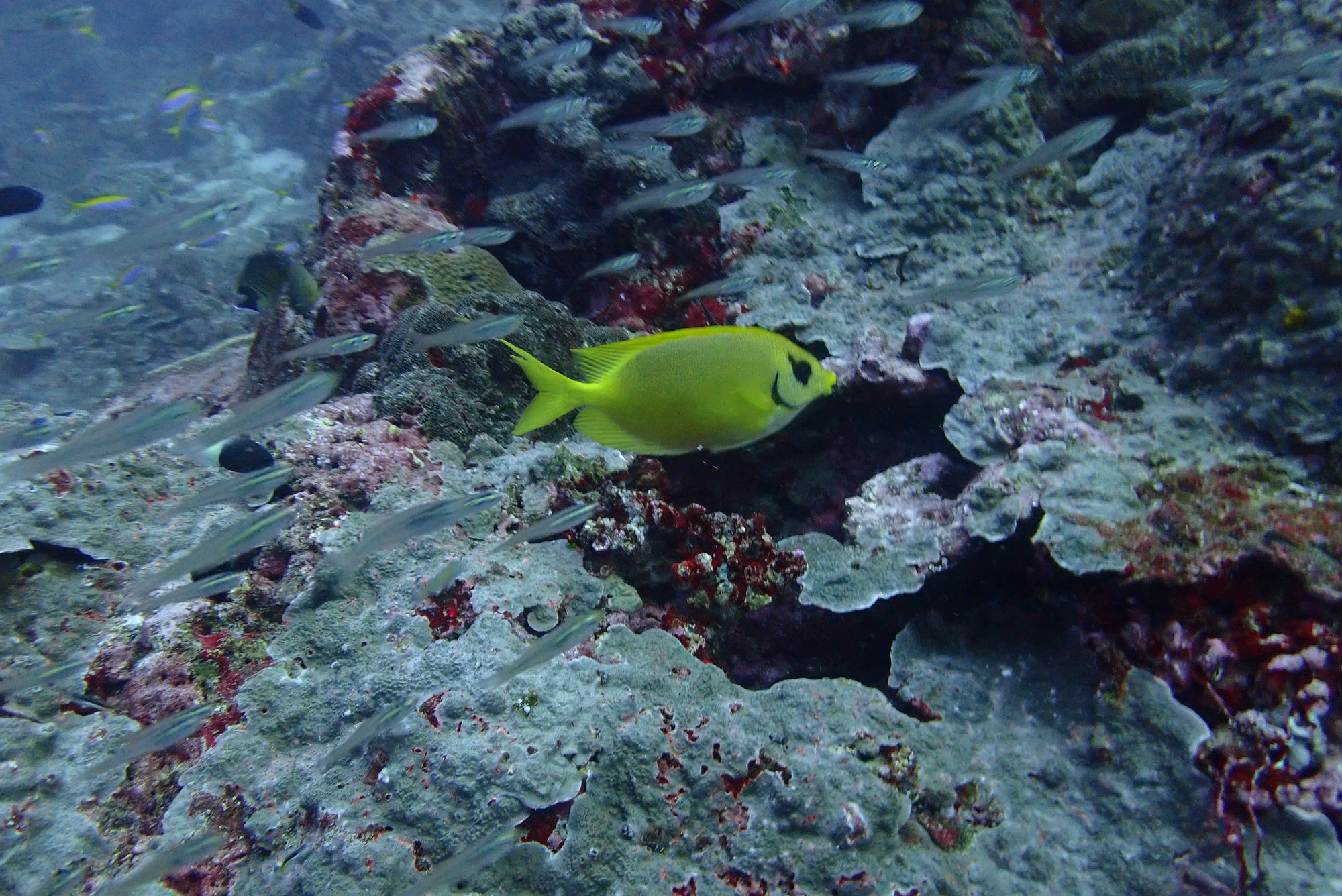 Glass Fish & Rabbit Fish