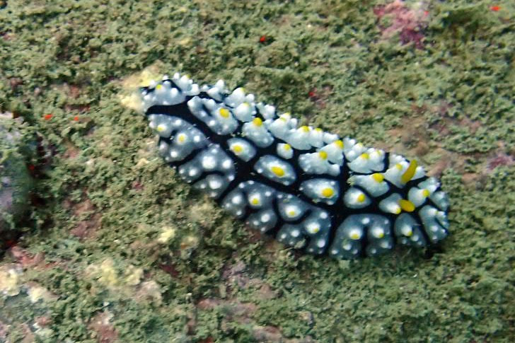 Nudibranch