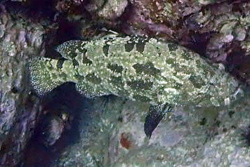 Marbled Grouper