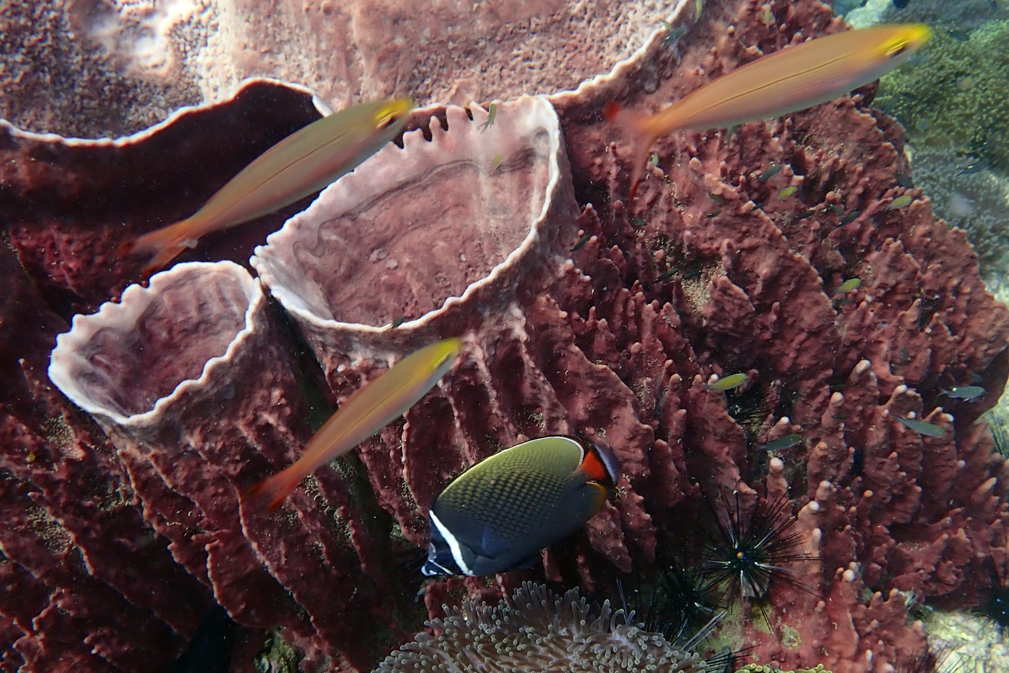 Anemone Reef, Thailand